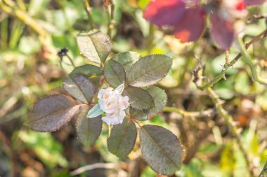 Güller, beyaz çiçekler açıyor