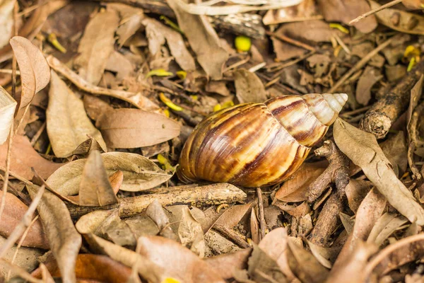 Alguns Caracóis São Encontrados Floresta — Fotografia de Stock