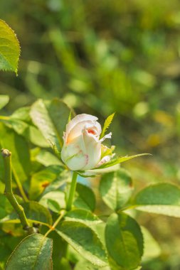 Güller, beyaz çiçekler açıyor