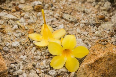Parlak sarı çiçekler yağmur mevsiminde açar..
