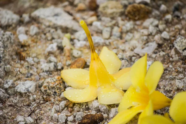 Φωτεινά Κίτρινα Λουλούδια Ανθίζουν Στην Εποχή Των Βροχών — Φωτογραφία Αρχείου