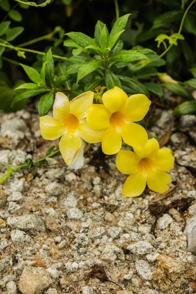 Heldere Gele Bloemen Bloeien Regenseizoen — Stockfoto