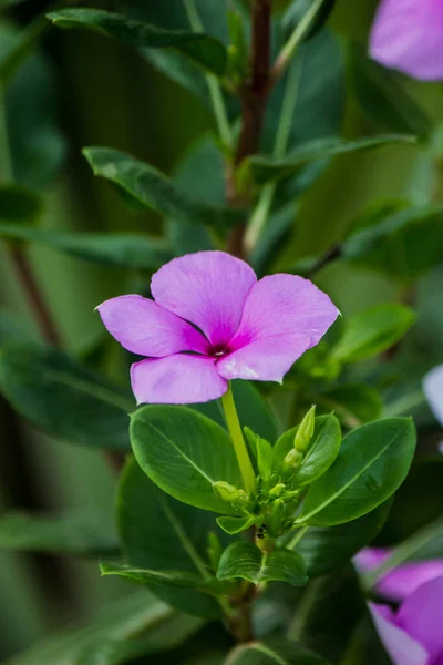 Regnperioden Ser Lila Blommor Blomma Kanten Staketet — Stockfoto