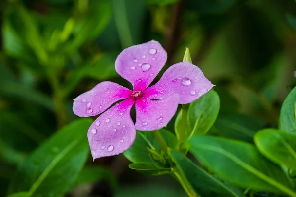 Tijdens Het Regenseizoen Zien Paarse Bloemen Bloeien Aan Rand Van — Stockfoto