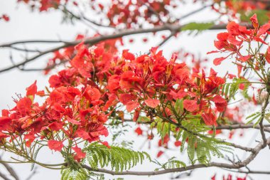 Yağmur mevsiminde taze kırmızı çiçekler açar..