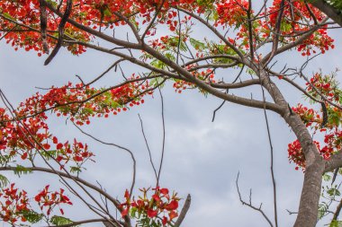 Yağmur mevsiminde taze kırmızı çiçekler açar..
