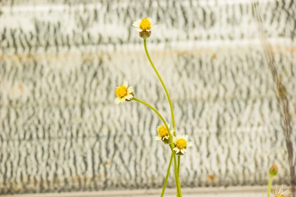 Μικρό Λουλούδι Δίπλα Στο Διάδρομο — Φωτογραφία Αρχείου