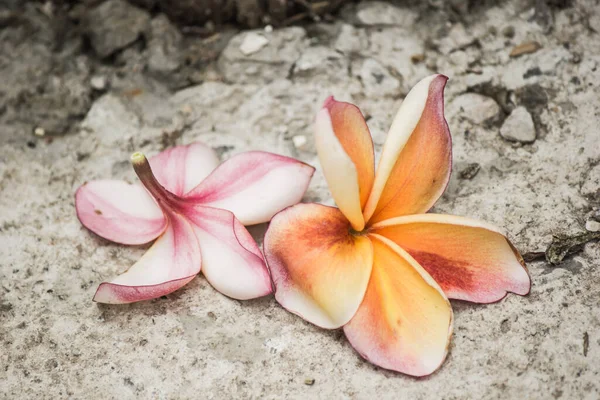 Die Gefallenen Blumen Fallen Auf Den Boden — Stockfoto