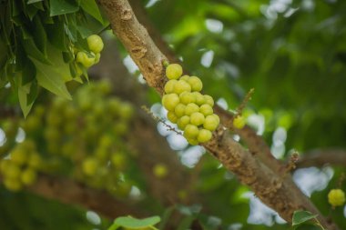Bektaşi üzümü çok ekşi tadı olan bir meyvedir..