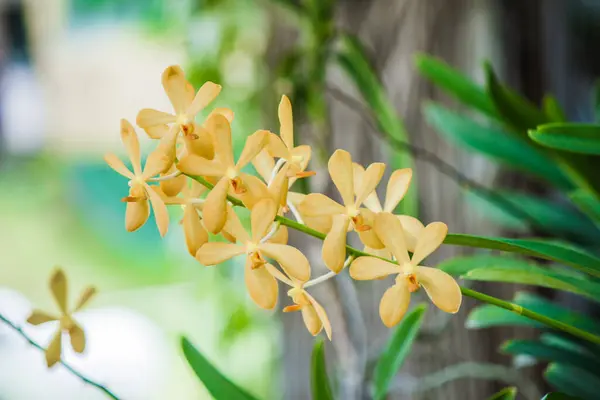 Orchidee Geel Tuin Van Een Van — Stockfoto