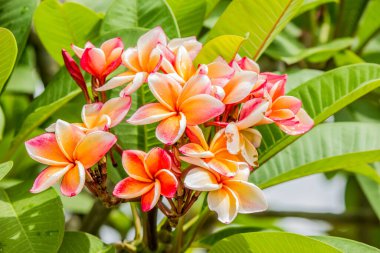 Laos 'un ulusal çiçeğidir. Ve Luang Prabang Plumeria 'da kutsal emanetlerin yolunu buldu.