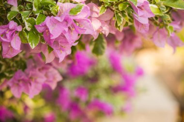 Güzel pembe çiçekler genellikle birlikte yetişir..