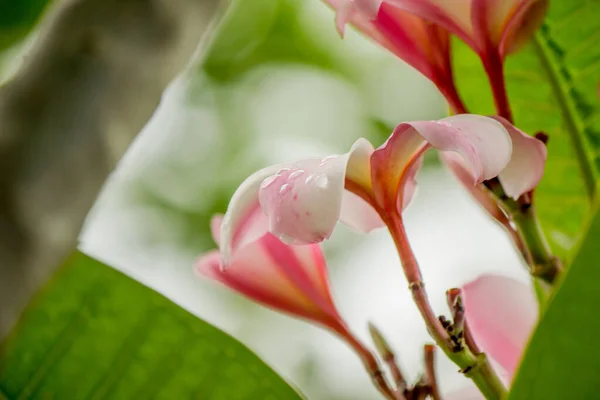 Het Nationale Bloem Van Laos Vond Weg Naar Boven Luang — Stockfoto