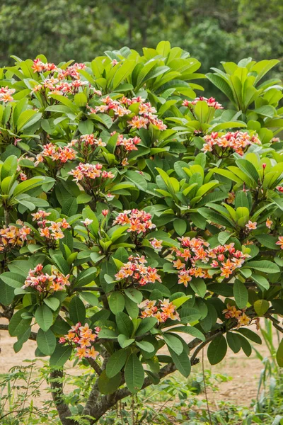 Laos Ulusal Çiçeğidir Luang Prabang Plumeria Kutsal Emanetlerin Yolunu Buldu — Stok fotoğraf