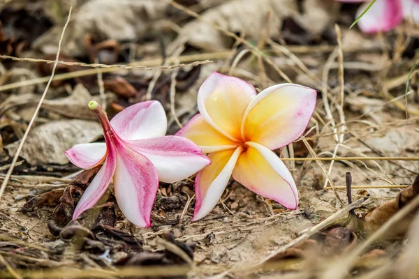 Vallende Bloemen Besprenkeld Grond — Stockfoto