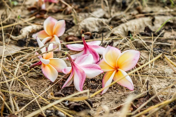 Vallende Bloemen Besprenkeld Grond — Stockfoto