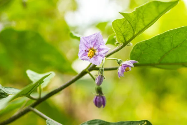 Eggplant is used as a flower in the teacher's day.