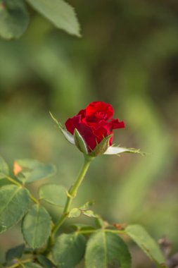 Gül çok güzel kokulu bir çiçektir..