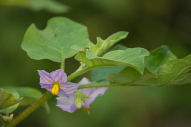 Patlıcan bir çalı bitkisidir ve pişirilebilir..