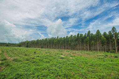 Okaliptüs bahçesi kağıt işlemek için popüler ekin.