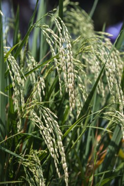 Pirinç taneleri hasat zamanı geldi..