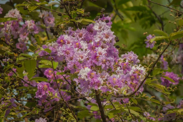 Árvores São Roxas Com Flor Cheia — Fotografia de Stock