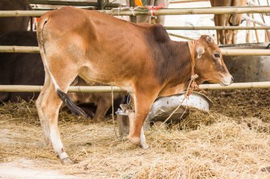 Kahverengi dana rakibinin yanında duruyor.