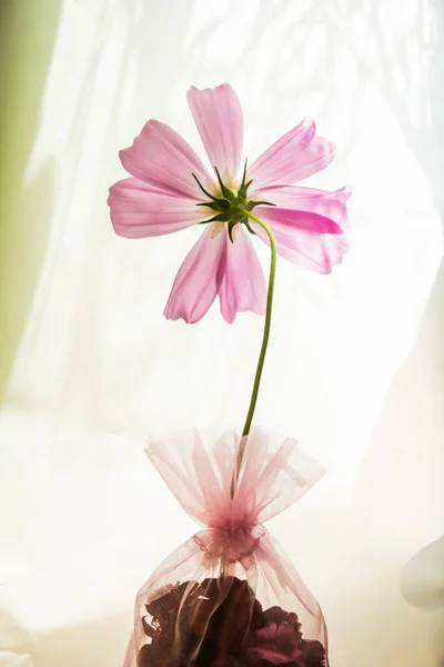 Cosmos flowers in a pink bag on the floor.