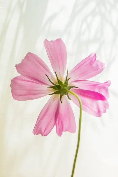 Cosmos flowers in a pink bag on the floor.