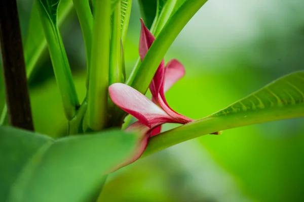 Laos Blühender Baum Der Auf Den Stamm Der Befestigten Blütenstiele — Stockfoto