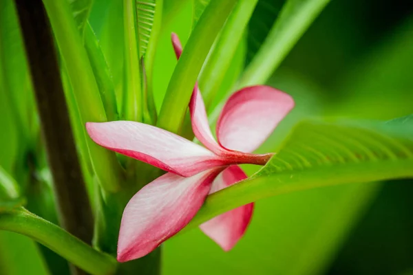 老挝开花的树 落在花茎上 连在一起 — 图库照片