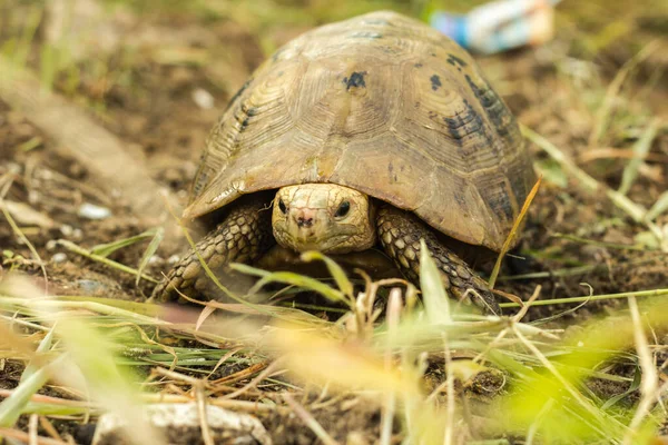 Land Turtles, a group of turtles that cannot swim or live in the water.