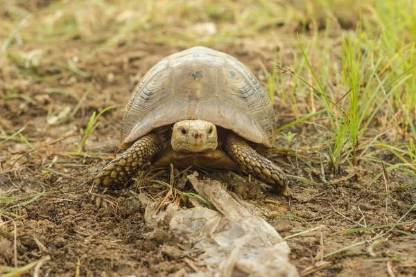 Land Turtles, a group of turtles that cannot swim or live in the water.