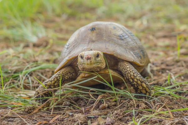 Land Turtles, a group of turtles that cannot swim or live in the water.