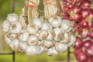 Sarımsak, bazı hastalıkların önlenmesi ve tedavisinde özellikleri olan ve pişirmede kullanılan bir bitkidir..