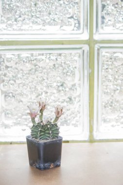 Kaktüs yetiştirilmesi kolay bir bitkidir, çok fazla özen gerektirmez, ve onu seven kişiye göre çok farklı türde bitkiler vardır..