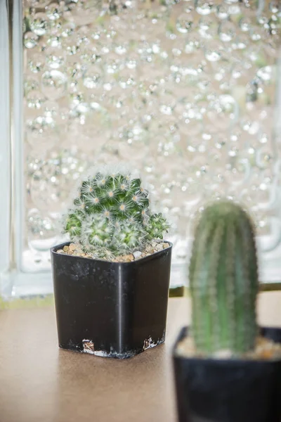 Cactus Είναι Ένα Φυτό Που Είναι Εύκολο Αυξηθεί Δεν Απαιτεί — Φωτογραφία Αρχείου
