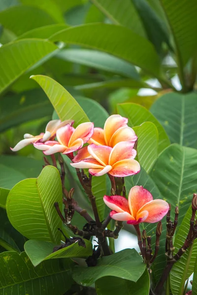 Plumeria Werd Geplant Voor Het Huis Kreeg Regen Deze Tijd — Stockfoto