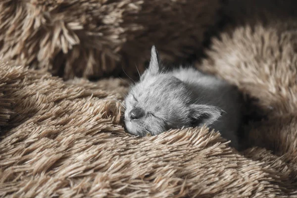 Three Week Old Gray Kitten Sleeping — Stock Photo, Image