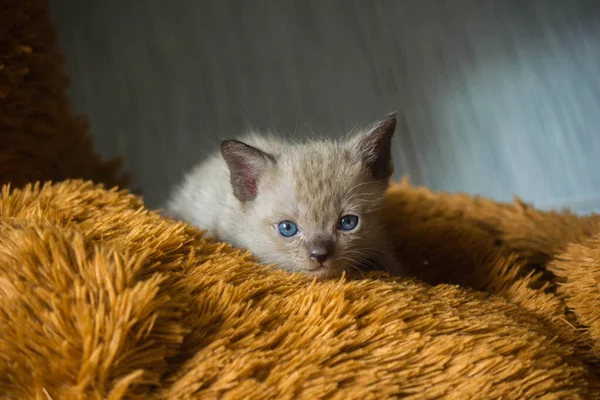 Three Week Old Gray Kittens Often Terrified Danger Often Hidden — Stock Photo, Image