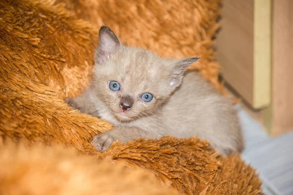 Three Week Old Gray Kittens Often Terrified Danger Often Hidden — Stock Photo, Image
