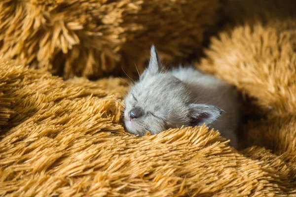 Three Week Old Gray Kitten Sleeping — Stock Photo, Image