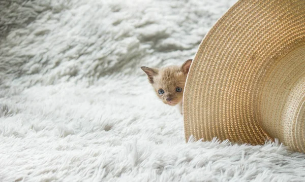 Mischievous Three Week Old Gray Kitten Hiding Hat — Stock Photo, Image