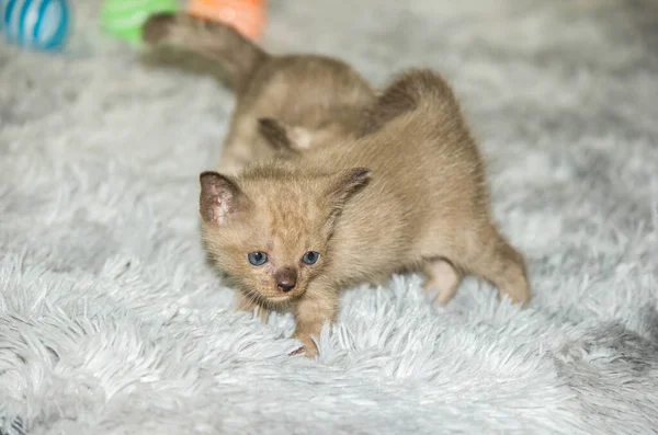 Three Weeks Old Gray Kitten Mischievous — Stock Photo, Image