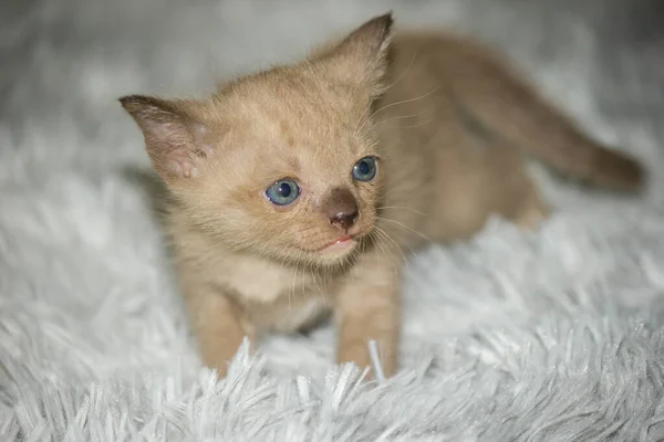 Three Weeks Old Gray Kitten Mischievous — Stock Photo, Image