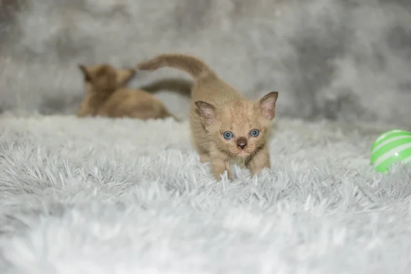 Three Weeks Old Gray Kitten Mischievous — Stock Photo, Image