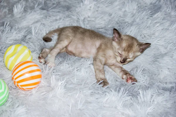 Three Week Old Gray Kitten Sleeping — Stock Photo, Image