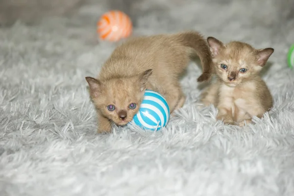 Two Three Week Old Gray Kittens — Stock Photo, Image