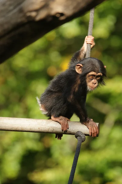 Chimpanzé enfant, assis — Photo