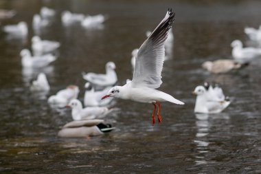 Martı uçuşta, kanatları Yayilim